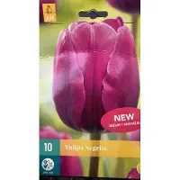 JUB - Tulipa Negrita