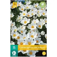 JUB 15 CROCUS ARD SCHENK 5/+