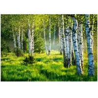 WALLARENA - Fotobehang - 200x140 cm - Fototapete van een berkenbos met bomen, natuur en een weide, geschikt voor de woonkamer en slaapkamer