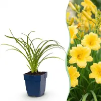 Green Boutiq - Vasteplant - Hemerocallis Stella d'Oro - Daglelie - Bijen en Vlinderlokkers - Geel - 3 Planten - Pot 11cm - Hoogte 15-25cm