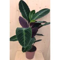 Warentuin Collection Calathea Warscewiczii Pauwenplant groot blad paarse onderkant 60 cm kamerplant