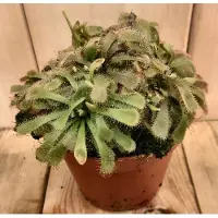 Warentuin Collection 3 stuks! Vleesetende plant Drosera Aliciae Zonnedauw