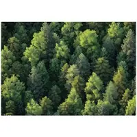 WALLARENA - Fotobehang - 250x175 cm - Fototapete met bomen en natuur voor slaapkamer en salon, vliesbehang