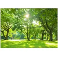 WALLARENA - Fotobehang - 250x175 cm - Fototapete van een bos met zon, bomen en natuur voor de woonkamer of slaapkamer