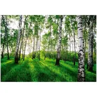 WALLARENA - Fotobehang - 400x280 cm - 3D behang met berkenbomen voor slaapkamer en woonkamer