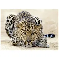 WALLARENA - Fotobehang - 250x175 cm - Fototapete van een jaguar in Afrika, perfect voor de slaapkamer of woonkamer
