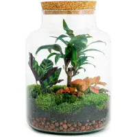 Urbanjngl Planten terrarium DIY - Milky Palm - ↑ 30 cm - Ecosysteem plant - Planten in fles - Mini ecosysteem plant - Kamerplanten - DIY planten terrarium - Mini ecosysteem