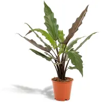 Everspring Alocasia Lauterbachiana Olifantsoor Ø 19 cm - Hoogte: 80 cm
