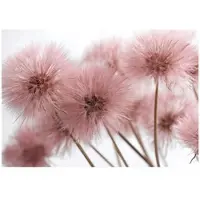 WALLARENA - Fotobehang - 400x280 cm - Roze natuur 3D paardenbloemen voor slaapkamer en woonkamer