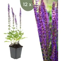 Frank GmbH | 12 Salie planten | Salvia nemorosa 'Ostfriesland' | Winterharde bodembedekker planten | tuinplanten | Winterharde vaste planten meerjarig | Winterharde tuinplanten