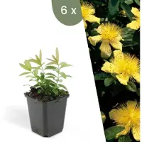 Frank GmbH | 6 Sint-Janskruid Planten | Hypericum calycinum | Winterharde bodembedekker planten | tuinplanten | Winterharde vaste planten meerjarig | Winterharde tuinplanten