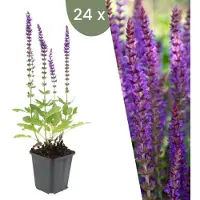 Frank GmbH | 24 Salie planten | Salvia nemorosa 'Ostfriesland' | Winterharde bodembedekker planten | tuinplanten | Winterharde vaste planten meerjarig | Winterharde tuinplanten