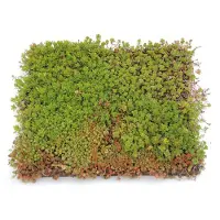 Intratuin Sedum Tray (Sedum Diverse Soorten) 50 X 50 X 9,5 Cm