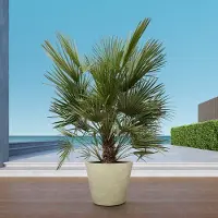 Green bubble Chamaerops humilis - 150cm