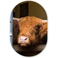 MuchoWow Muurovaal 40x60 cm - Ovale wanddecoratie Schotse Hooglander - Boerderij - Schuur - Ovalen schilderij - Muurdecoratie woonkamer - Kamer decoratie - Schilderijen - Wandcirkel