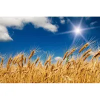 Blokker Dimex Wheat Field Vlies Fotobehang 375x250cm 5-banen