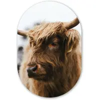MuchoWow Muurovaal 80x120 cm - Ovale wanddecoratie Schotse Hooglander - Dieren - Horens - Ovalen schilderij - Muurdecoratie woonkamer - Kamer decoratie - Schilderijen - Wandcirkel