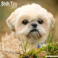 Avonside Publishing Ltd. Shih Tzu Kalender 2027