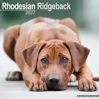 Avonside Publishing Ltd. Rhodesian Ridgeback Kalender 2027