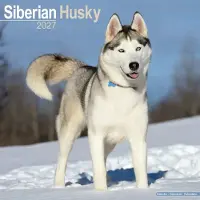 Avonside Publishing Ltd. Siberian Husky Kalender 2027
