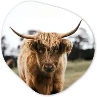 MuchoWow Organische wanddecoratie 40x40 cm - Organisch schilderij Schotse Hooglander - Koe - Gras - Dieren - Natuur - Muurdecoratie woonkamer - Kamer decoratie - Schilderijen - Muurcirkel aesthetic