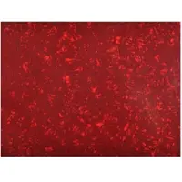 Göldo Pickguard blank 3-ply rood pearl 23x41 - Pickguard