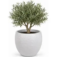 Eda Bloempot EDA Graphit Cirkelvormig Wit Ø 50 cm