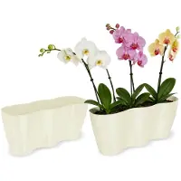 Kadax Bloempot voor binnen, orchideeën, bloemen, planten, vensterbank, orchideeënpot, kunststof plantenpot, moderne plantenbak, bloembak, bloempot (35 x 12 cm, crème)