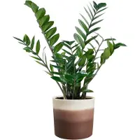 Elho Colour Gradiant Rond 18cm - Bloempot voor Binnen - 100% Gerecycled Plastic - Ø 18.2 x H 16.8 - Cederbruin