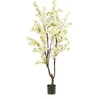 Emerald eternal green B.V. Kersenbloesemboom h210cm wit