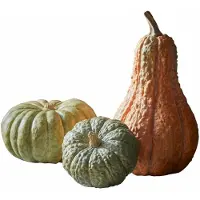 Loberon Sierpompoen set van 3 Raliven