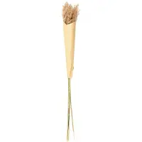 Asa selection Pampasgras, Pampasgras, Droogbloem, Grassen, Decoratie, Deko, 75 cm, Bruin, 66327444
