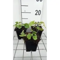 GRDplanten 6x Pachyphragma - Pachyphragma macrophyllum | 9x9 cm pot