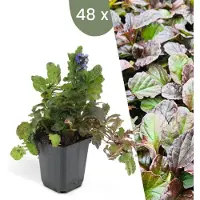 Frank GmbH | 48 Kruipend zenegroen planten | Ajuga reptans | bodembedekkers Winterhard | Winterharde planten voor de tuin | Winterharde vaste planten | Winterharde tuinplanten