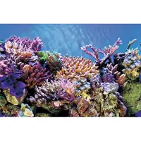 Superfish Aquarium Decoratie Poster A1 Multi 60 X 30 Cm