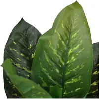 Hjh OFFICE Kunstplant DIEFFENBACHIA Groen