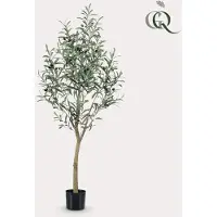 Green Boutiq Kunst Olijfboom - Olea europaea - Olijfboom - 140 cm