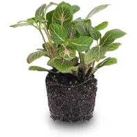 Urbanjngl Fittonia Joly Josan - Rood/groen - Mozaiekplantje