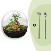 Urbanjngl Terrarium - Dome XL bonsai - ↑ 30 cm - Ecosysteem plant - Kamerplanten - DIY planten terrarium - Mini ecosysteem + Hark + Schep