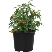 vidaXL Ronde Bloempot 100 st Zwart Ø 10 x 8 cm Kunststof