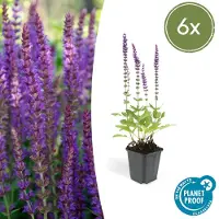123flora.nl 6x Salvia nem. 'Ostfriesland' - 10-25cm - Ø9cm