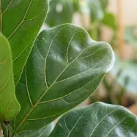 Green Boutiq - Kamerplant - Vioolbladplant - Ficus Lyrata - Groen - Weinig onderhoud - 1 Plant - met Potter Wit - Pot 21cm - Hoogte 75 - 85cm