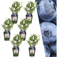 Everspring | 6 Bosbessenplanten | 100% Biologische fruitplanten | Bosbessen | Tuinplanten | Winterharde Planten voor de Tuin