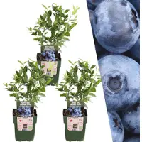 Everspring | 3 bosbessenplanten | bosbessenplanten | 100% Biologische fruitplanten | bosbessen | tuinplanten | winterharde planten voor de tuin