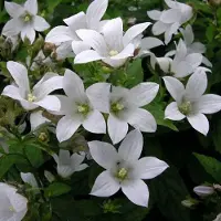 Arborix 6 x Campanula Carpatica 'White Clips' - Karpatenklokje pot 9x9cm, witbloeiend en compact