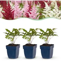 Green Boutiq - Vasteplant - Astilbe Tricolour - Pluimspirea - Schaduw - Paars - Roze - Wit - 24 Planten - Pot 11cm - Hoogte 15-25cm