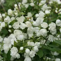Arborix Philadelphus 'Manteau D'Hermine' - Boerenjasmijn 40-50 cm in pot