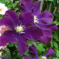 Arborix Clematis Warszawska Nike Bosrank - Klimplant - 50-60 cm in pot - Opvallende donkerrode bloemen