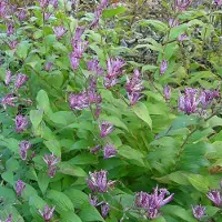 Arborix 6 x Tricyrtis Hirta - Paddelelie pot 9x9cm