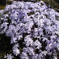 Arborix 6 x Phlox 'Emerald Cushion Blue' - Vlambloem pot 9x9cm, blauwbloeiend en bodembedekkend